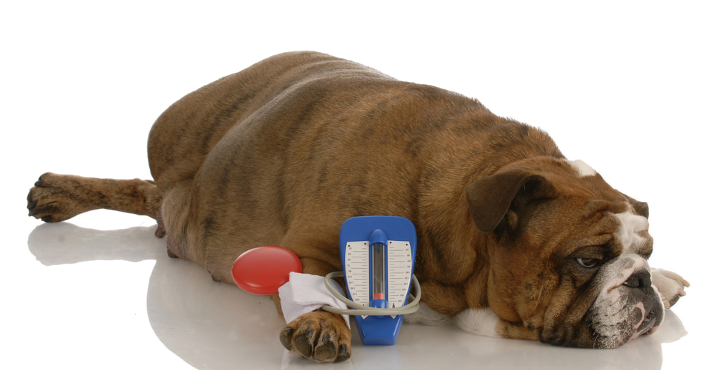 Der normale Blutdruck beim Hund ist abhängig von der Größe und Rasse des Hunds