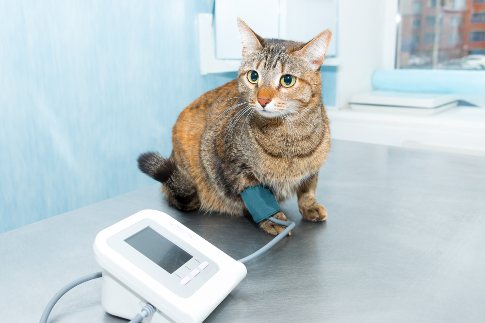 Der Blutdruck wird bei Tieren meist an den Vorderläufen gemessen. So wie hier an der Katze gezeigt