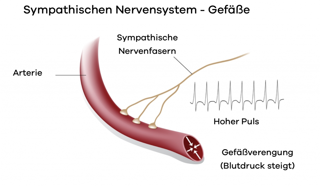 Sympathisches Nervensystem Blutdruck. Die Gefäße werden enggestellt