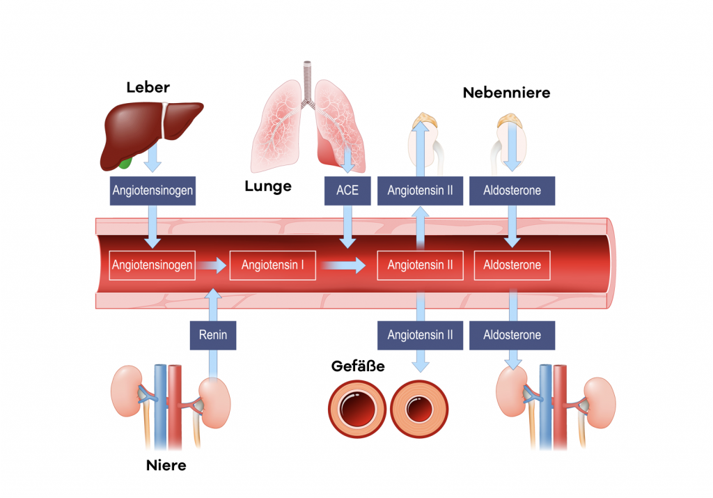 Was ist eine essentielle Hypertonie
Das diagram zeigt das Renin Angiotensin - System welches bei hohem Blutdruck eine wichtige Rolle spielt