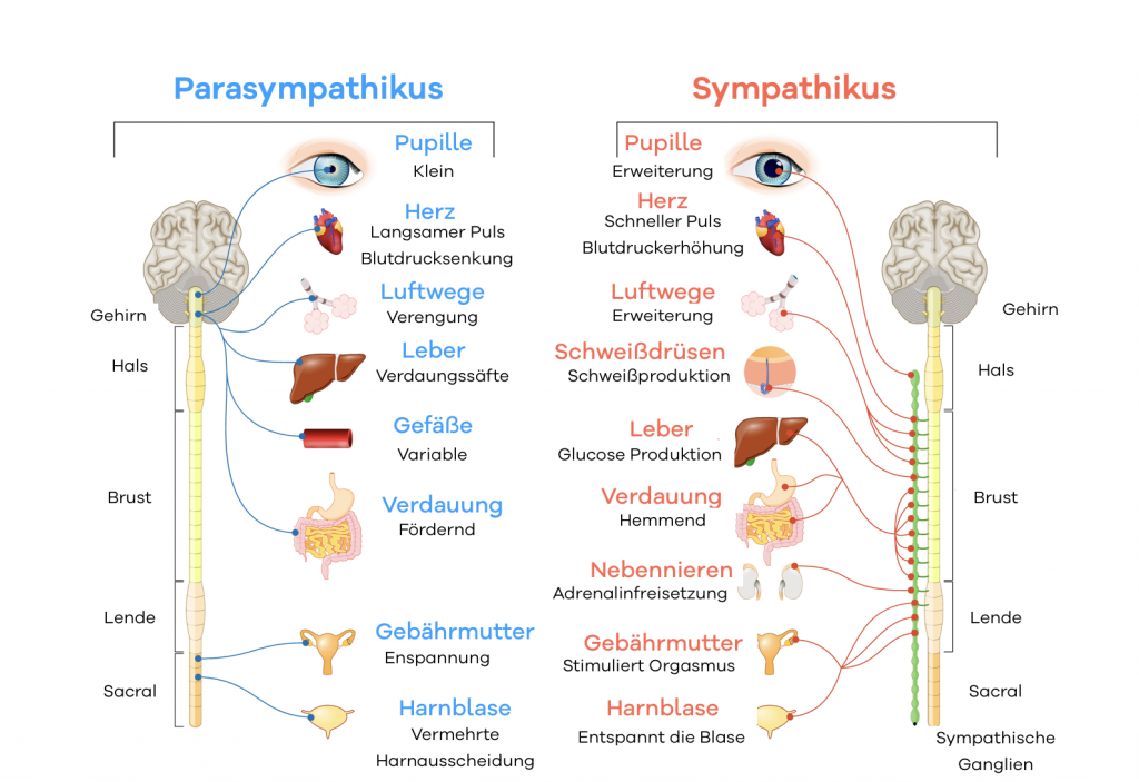 Vegetatives Nervensystem und Blutdruck Sympathikus und Parasympathikus